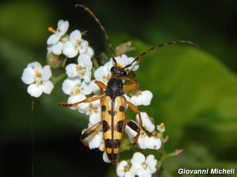 Serie di Cerambycidae del Parco del Ticino